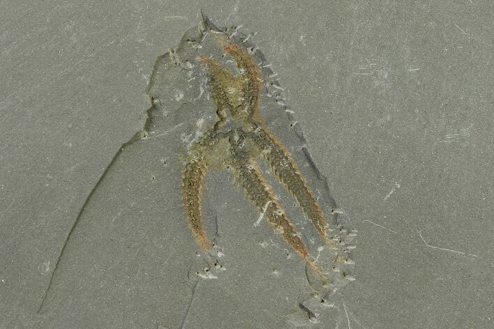Ordovician Brittle Star (Ophiura) - Morocco #327194